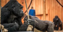ZOO Antwerpen opent Mensapenvallei
