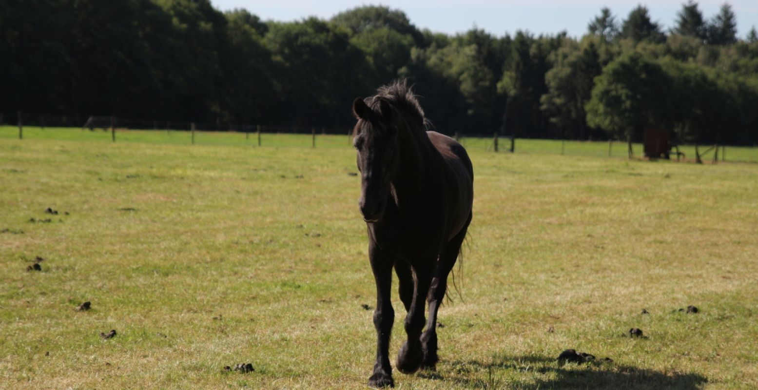 Een lief paard bij De Paardenkamp. Foto: DagjeWeg.NL, Coby Boschma.