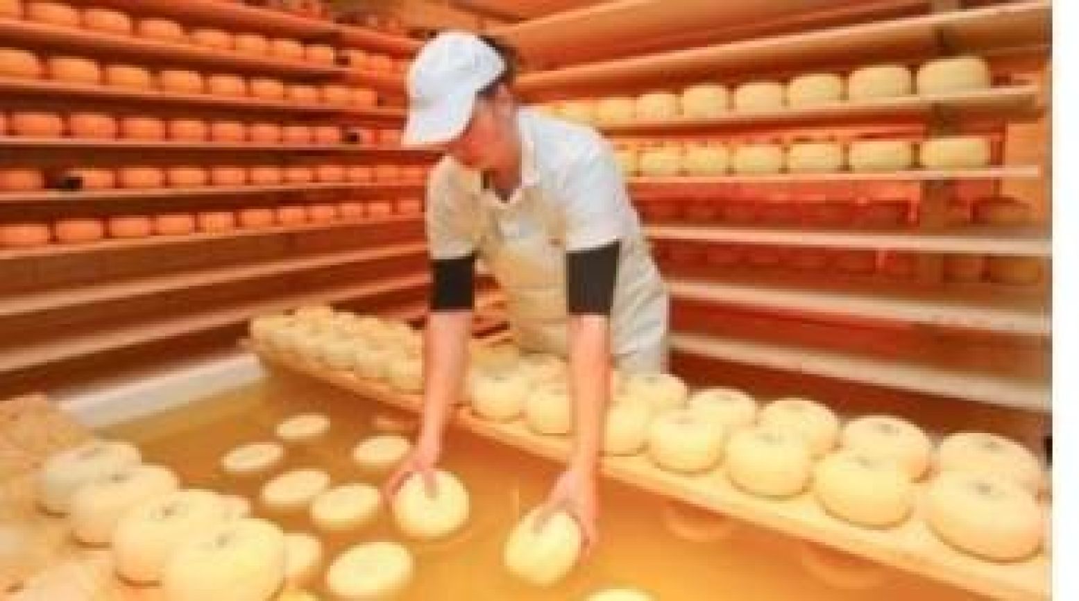 Echte Hollandse boerenkaas krijgt voor je ogen zijn bekende vorm. Foto: Cheese Factory