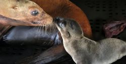 Ga op kraambezoek bij de jongste dieren in dierentuinen