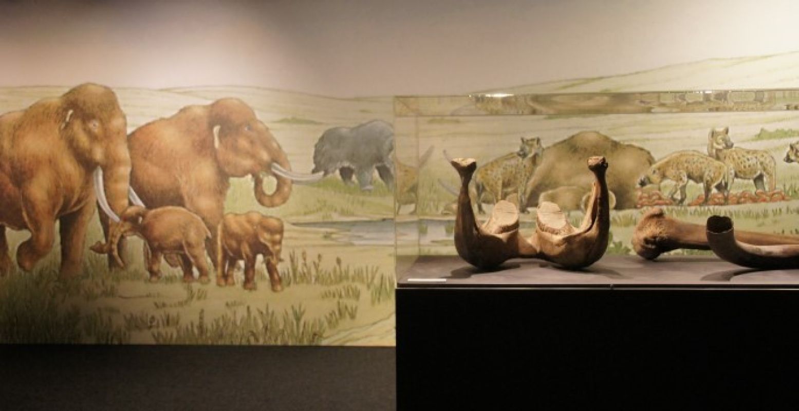 Bekijk de gigantische kaken van dieren uit de Ijstijd. Foto: DagjeWeg.nl