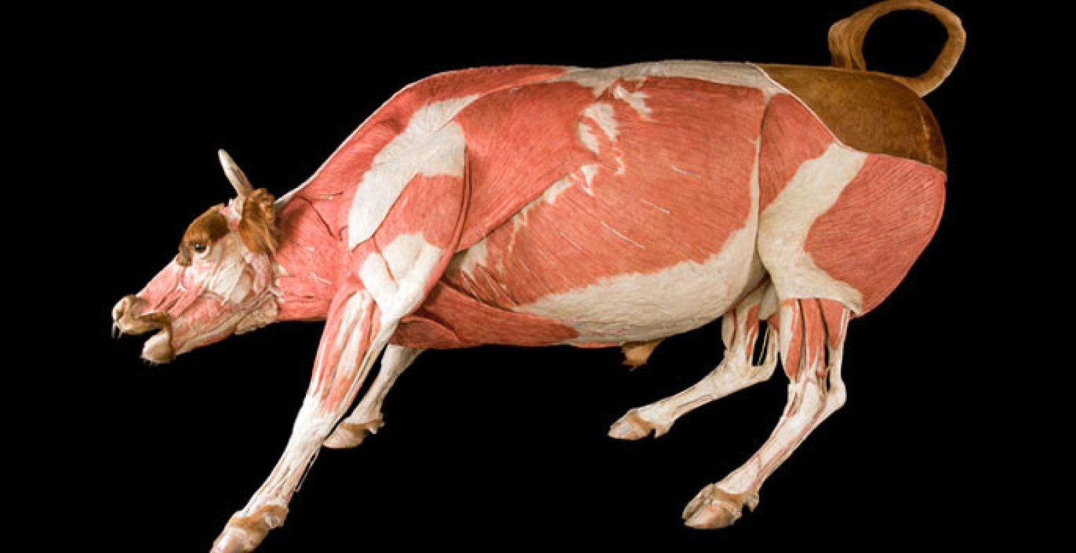© ANIMAL INSIDE OUT, a Body Worlds Production,  www.animalinsideout.com . All rights reserved.