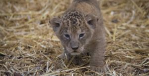 Over de foto: In januari kwamen er twee leeuwenwelpjes ter wereld in WILDLANDS. Ze heten Zuna en Kimani. Foto: WILDLANDS In januari kwamen er twee leeuwenwelpjes ter wereld in WILDLANDS. Ze heten Zuna en Kimani. Foto: WILDLANDS