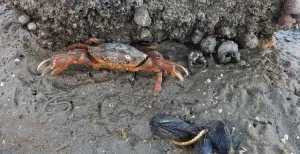 Op de woeste Waddenzee Als het water zich terugtrekt op het Wad, zie je overal leven. Foto: Nikki Arendse