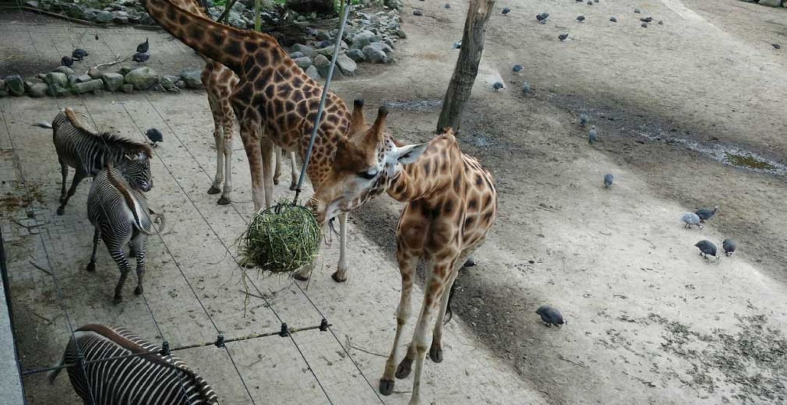 Het voer voor de giraffen hangt natuurlijk hoog in de lucht. Foto: DagjeWeg.NL.