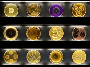 Petrischaaltjes met verschillende micro-organismen. Foto: Micropia © Maarten van der Wal