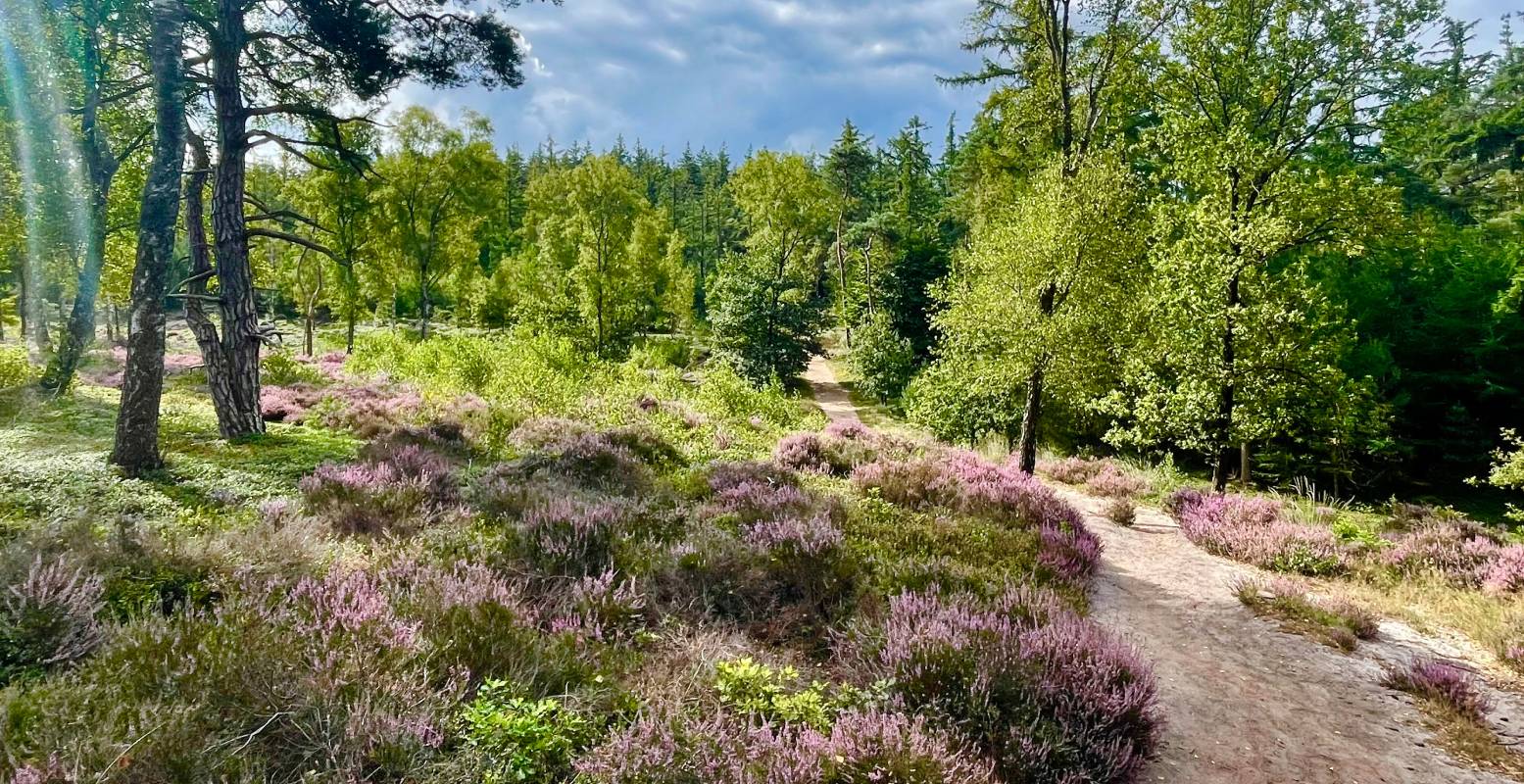 Wandel door een van Nederlands' grootste natuurgebieden. Foto: Menno Sluimers © Wandel door een van Nederlands' grootste natuurgebieden. Foto: Menno Sluimers ©