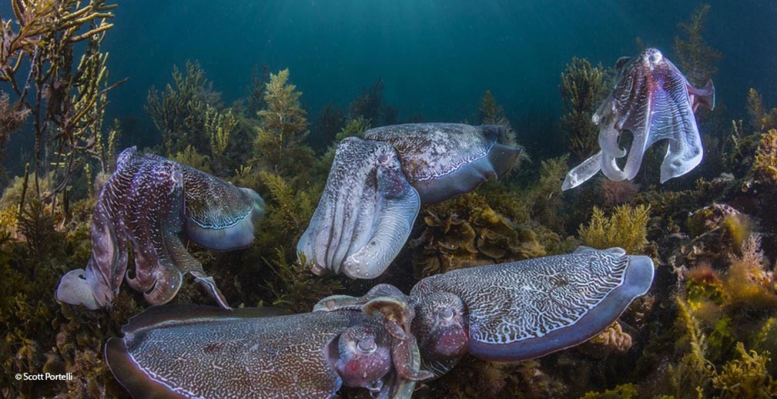 Deze foto van inktvissen, 'Collective Courtship', is van finalist Scott Portelli uit Australië. De grootste uitdaging was volgens hem het koude water. Foto: Naturalis, Wildlife Photographer of the Year © Scott Portelli.