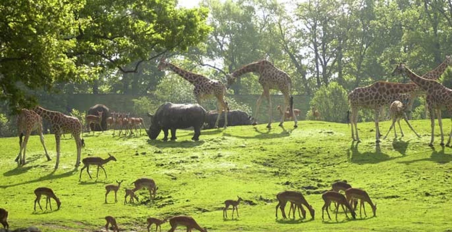 Neem een kijkje bij de giraffes in de wei. Foto: Dierenpark Emmen