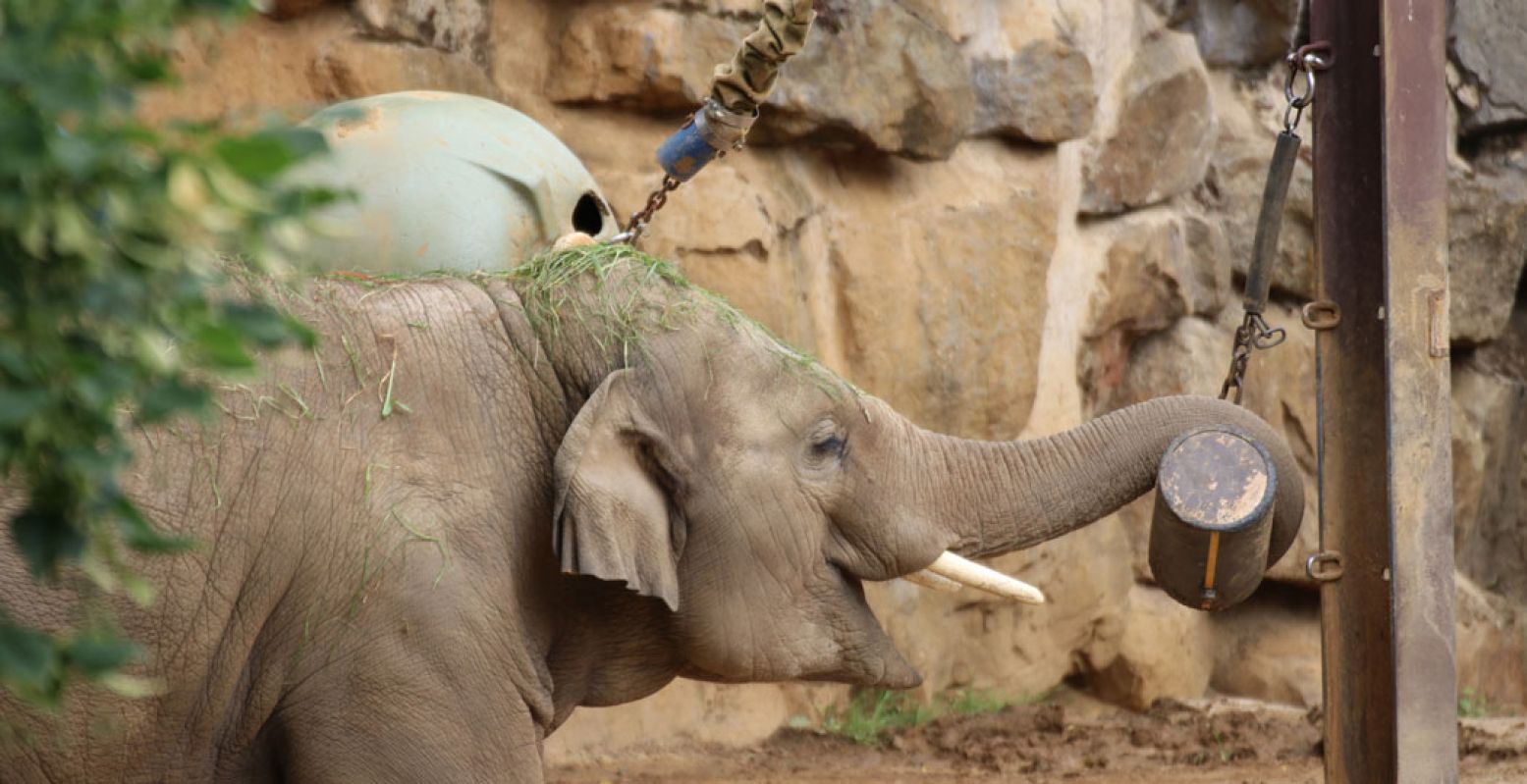 Neem een kijkje bij vrolijk spelende olifanten in Zoo Osnabrück. Foto: Zoo Osnabrück © Jan Banze