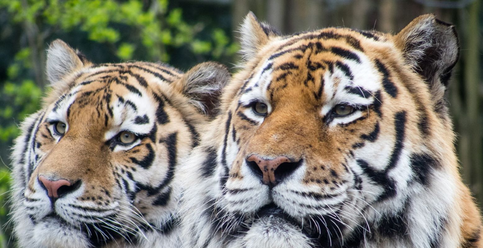 De dierentuin heeft maatregelen genomen zodat een dagje uit leuk en veilig is voor bezoekers én voor de dieren. Foto: DierenPark Amersfoort.