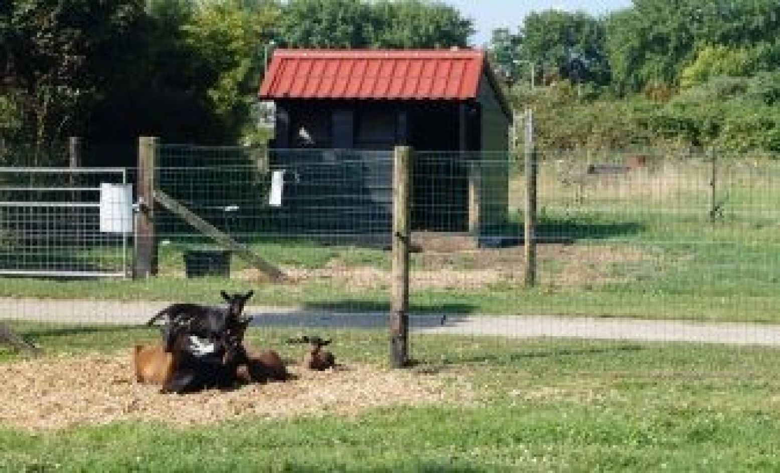 Ook andere geitjes hebben hun thuis op de boerderij.