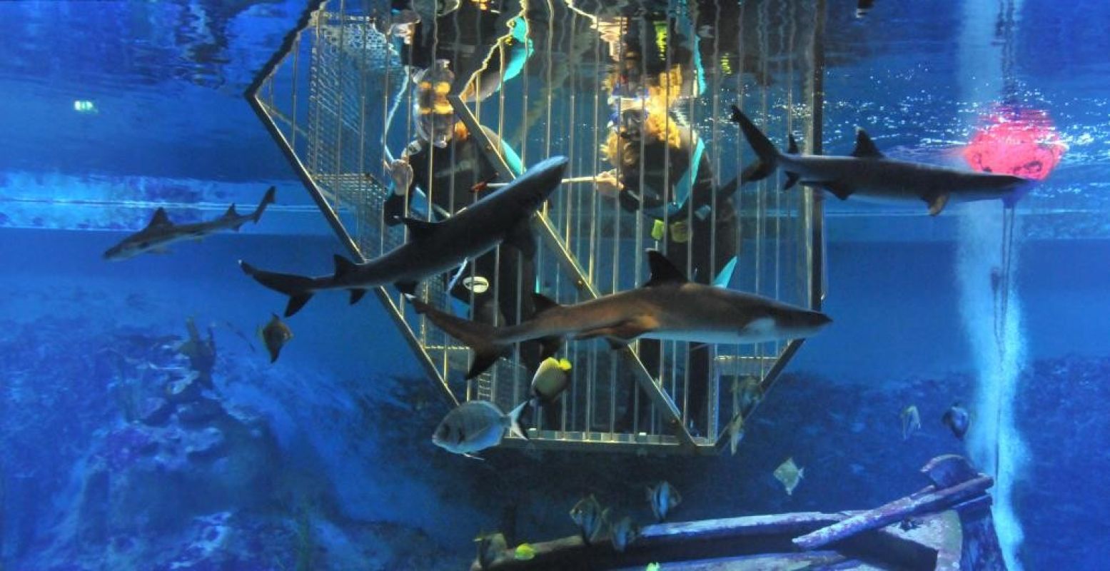Zwem tussen de haaien in een speciale duikkooi. Foto: Neeltje Jans.