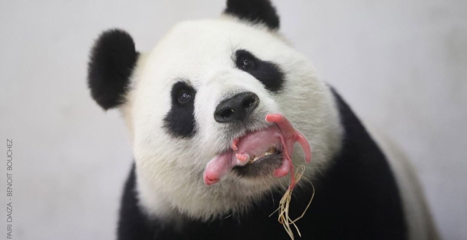 Een beetje een gek gezicht, maar zo zien pandababy's er dus uit. Moeder Hao Hao was erg trots op kleine Baby P. Foto: Pairi Daiza, © Benoit Bouchez.