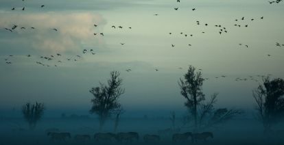 Een bijzonder moerasgebied met veel leven. Foto: Vincent van Zalin via  unsplash 