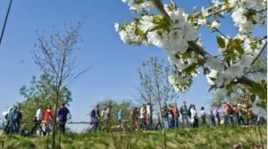 Lang leve de lente: doe mee met een bloesemtocht!