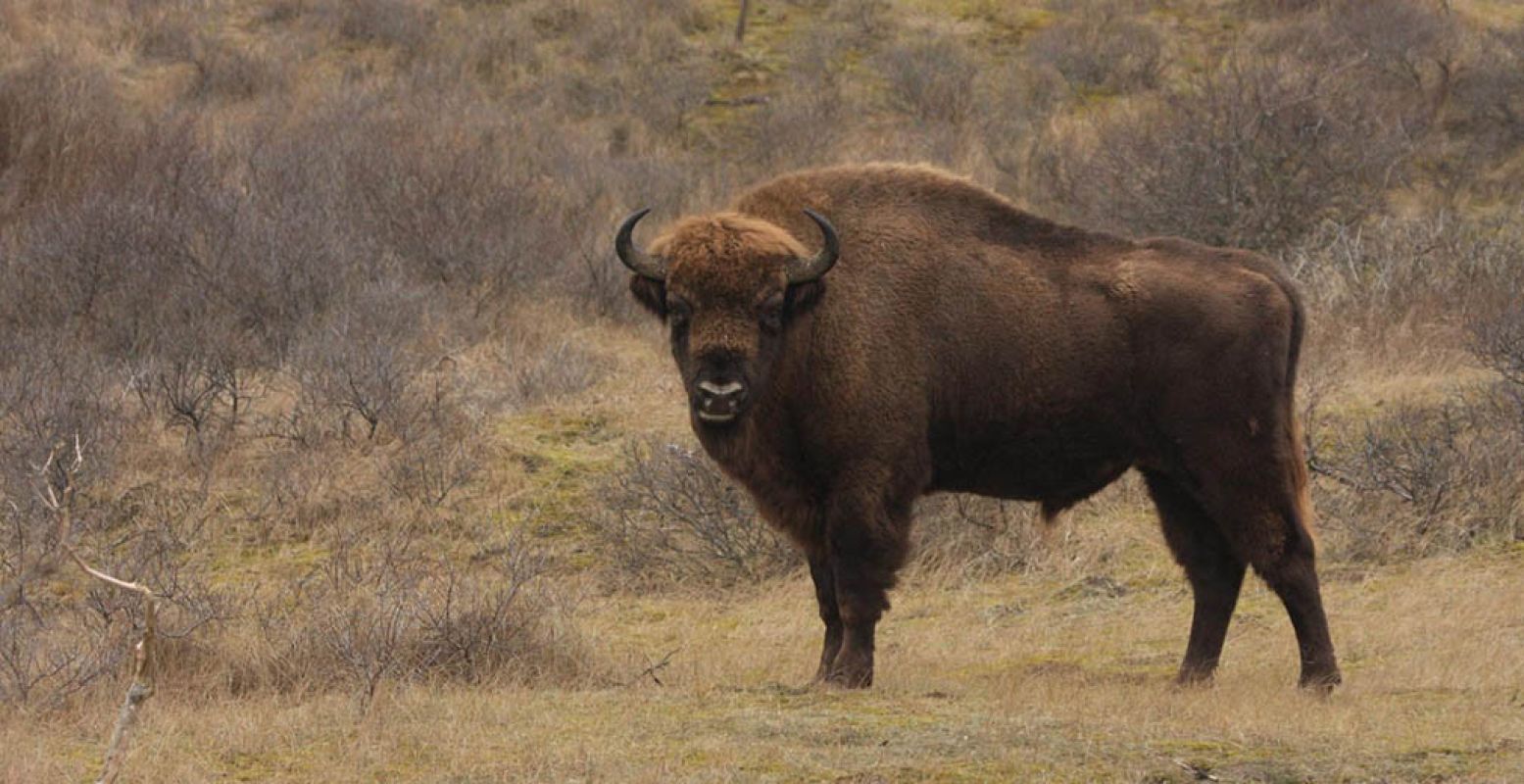 De wisent is het grootste dier in de Nederlandse wildernis. Foto © Leo Linnartz.