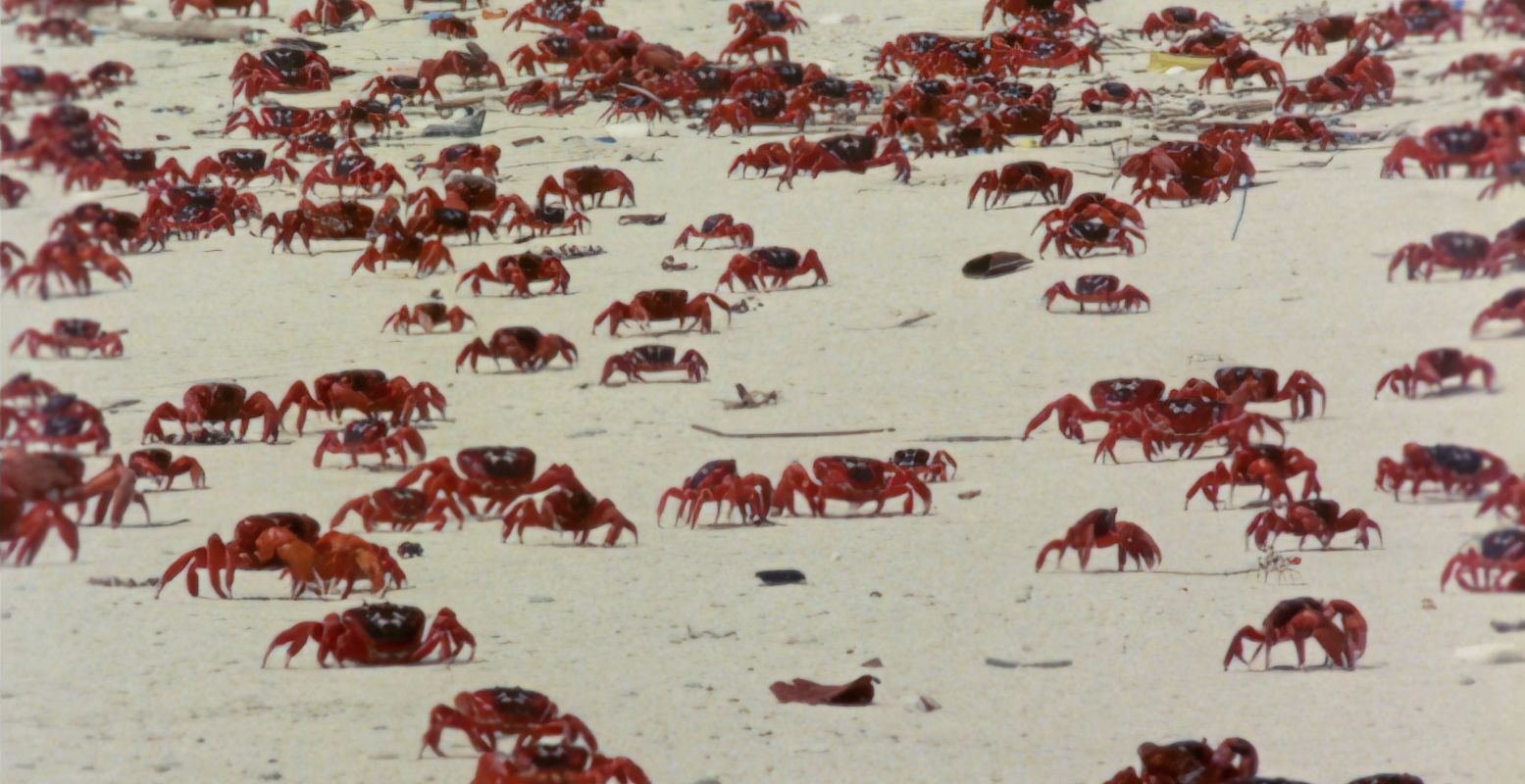 Een onverklaarbaar beeld uit Echos aus einem düsteren Reich. Een indringende film over Jean-Bédel Bokassa, een waanzinnige keizer.  Foto: Werner Herzog, 1990