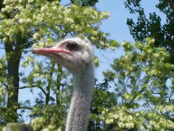 Kom deze bijzondere vogels bewonderen. Foto: Struisvogelboerderij Monnikenwerve