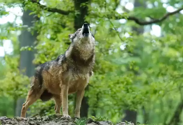 Wolvenverhalen voor kids Grotten van Han Fotograaf: DGH