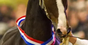 PAARD: Dagje uit in de paardenwereld