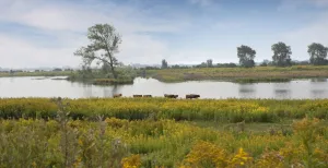 Tiengemeten: niet alleen een rustoord voor vogels Rust en natuur op Tiengemeten! Foto: Natuurmonumenten © Pauline Joosten