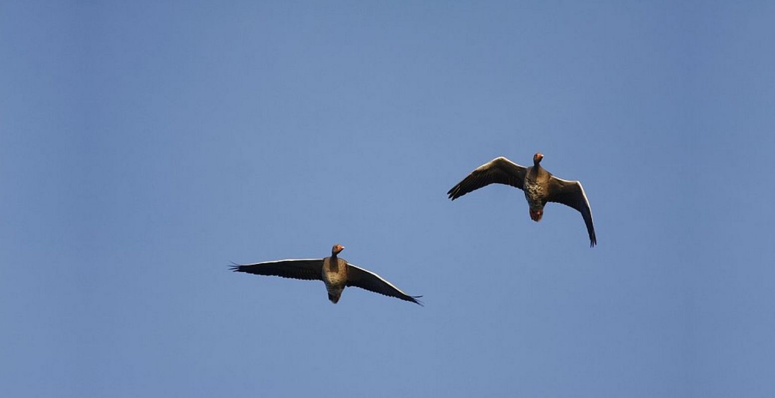 Ganzen, maar wat voor ganzen? Kom erachter met de app Vogels in Nederland. Foto: DagjeWeg.NL