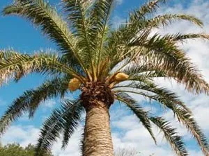 Palmboom in de Tropische Tuin. Foto: Fort den Haak.