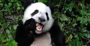 Volg TaoTao, de kleine panda, door de wildernis