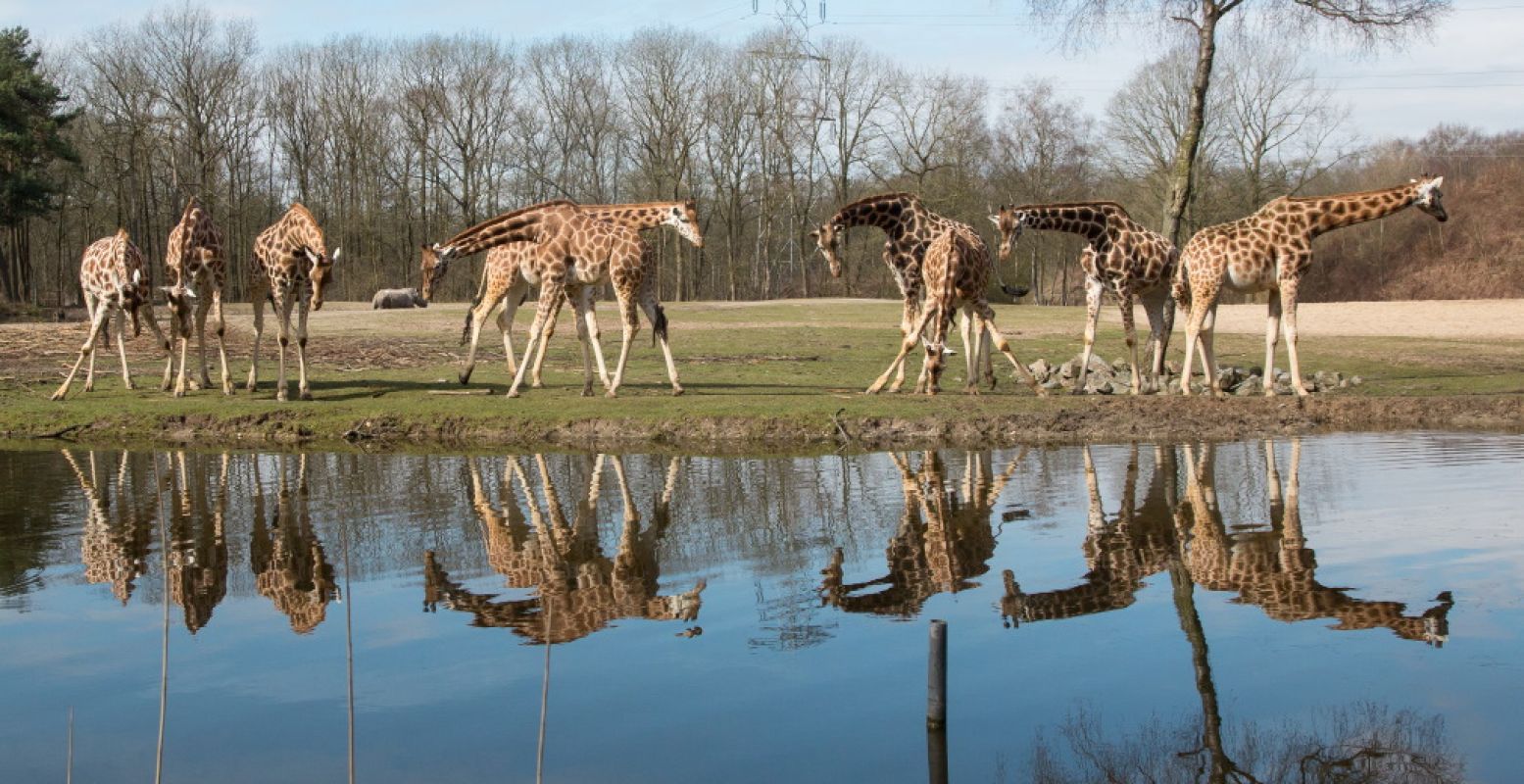 Foto: Koninklijke Burgers' Zoo.