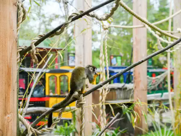 In Makandra wonen doodshoofdaapjes samen met drie andere dierensoorten. Foto: Plaswijckpark In Makandra wonen doodshoofdaapjes samen met drie andere dierensoorten. Foto: Plaswijckpark
