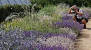 Kom in vakantiesferen tijdens de lavendeldagen