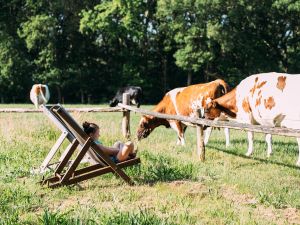 BoerenBed Hoeve de Pippert