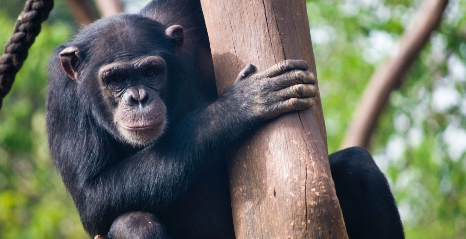 Chimpansee. Foto:  door Sheku Koroma via Pexels .