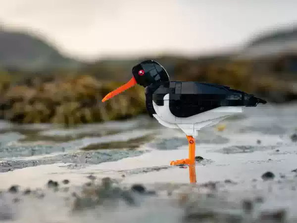Bird Bricks Vogels en Kunst met LEGO Foto: Bram Wickel