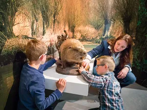 Zo groot is een bever. Foto: Archief Biesbosch MuseumEiland