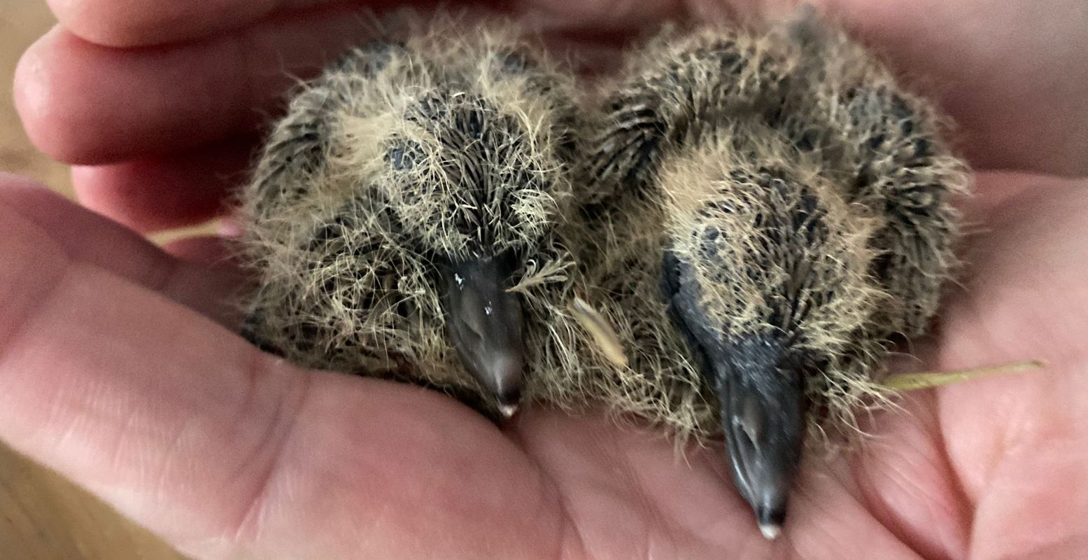 Kom tijdens de Dierenwelzijnsdag in Harderwijk alles te weten over de dierennoodhulp. Foto: Dierenambulance Noord-West Veluwe Kom tijdens de Dierenwelzijnsdag in Harderwijk alles te weten over de dierennoodhulp. Foto: Dierenambulance Noord-West Veluwe