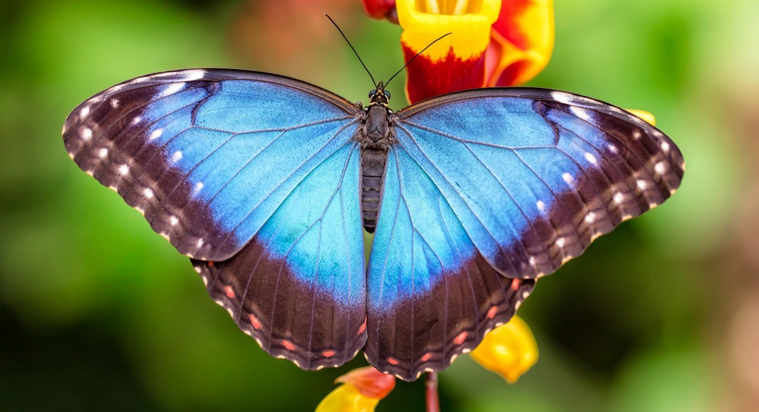Bezoek een tropische vlindertuin tijdens Pasen. Foto: Vlindorado