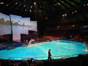 Dolfijnen tuimelen door het water in Oceanica. Foto: DagjeWeg.NL