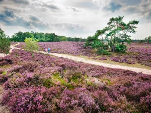 Over prachtige heidevelden. Foto: Marcel van Kammen