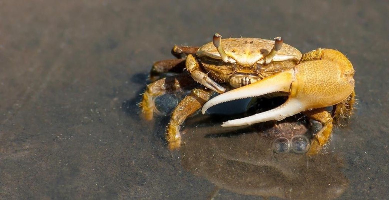 Sta oog in oog met wenkkrabben in de Mangrove. Foto:  Pexels.com, CC0 License .