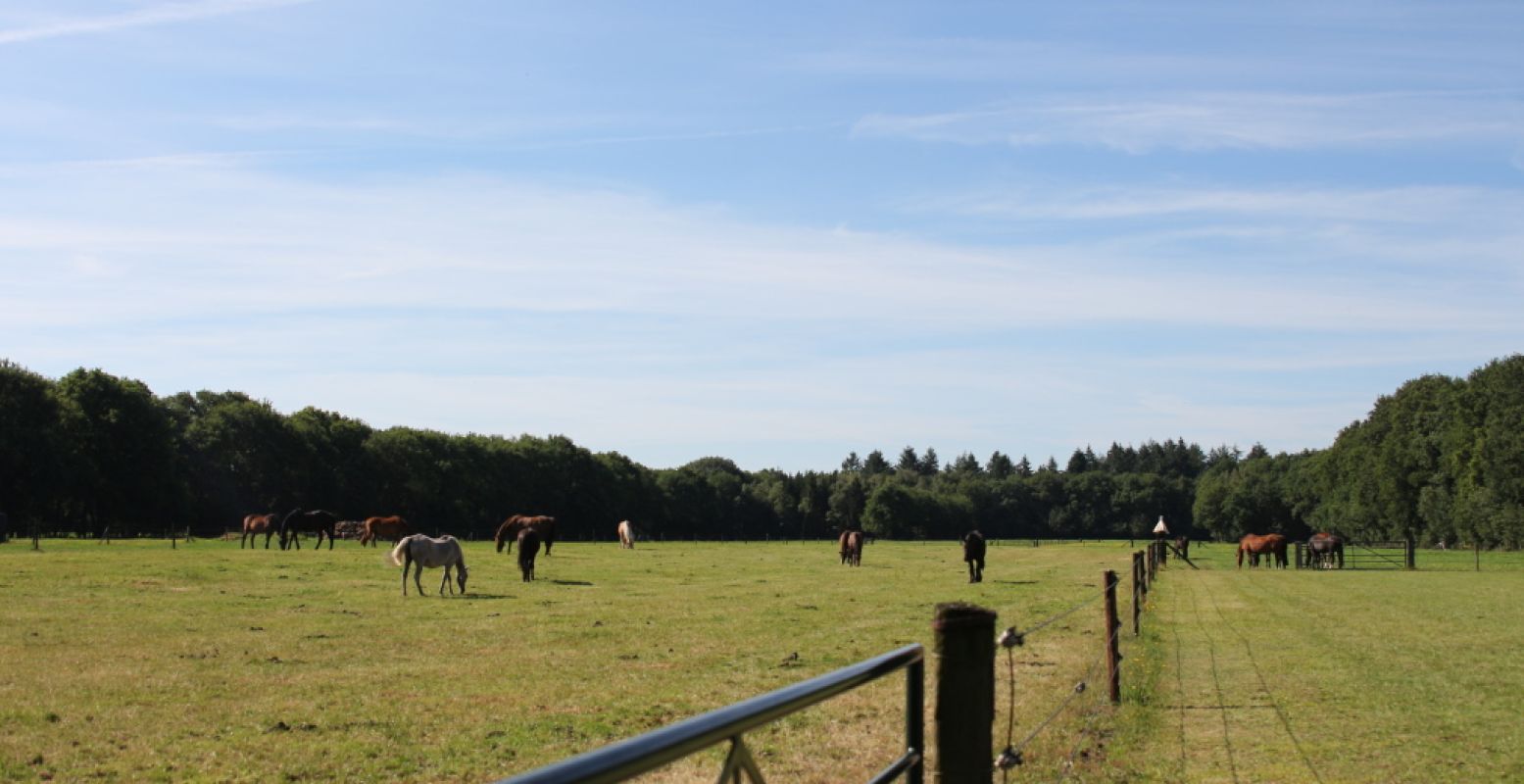 Wandel rondom de weilanden bij De Paardenkamp. Foto: DagjeWeg.NL, Coby Boschma.