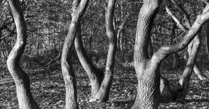 Blote bomen door het oog van de kunstenaar Blote bomen door het oog van de kunstenaarFoto geüpload door gebruiker Natuurmonumenten.
