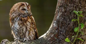 Lentekriebels! Volg de lovebirds van dit voorjaar