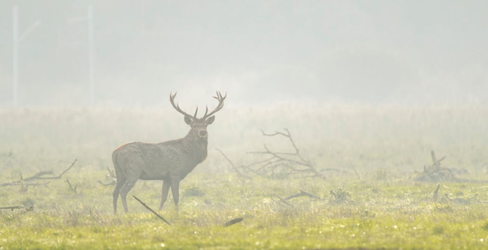 Ook in Oostvaardersplassen zorgen de edelherten tijdens de bronstperiode voor spektakel. Foto: Celina Polane / Staatsbosbeheer