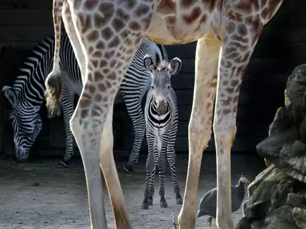 Bekijk de elegante zebra's. Foto: ARTIS © Ronald van Weeren