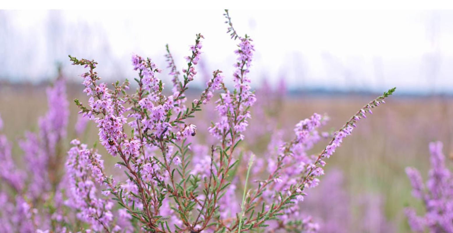 Nederland heeft veel mooie natuurgebieden voor je in petto. Foto: DagjeWeg.NL.