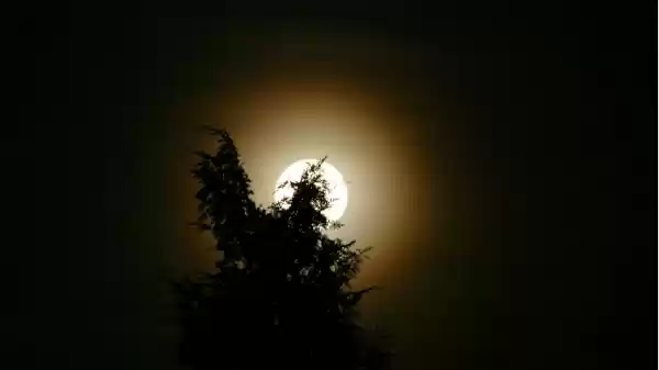Volle maan tussen de takken door | Foto ge&uuml;pload door gebruiker Staatsbosbeheer.