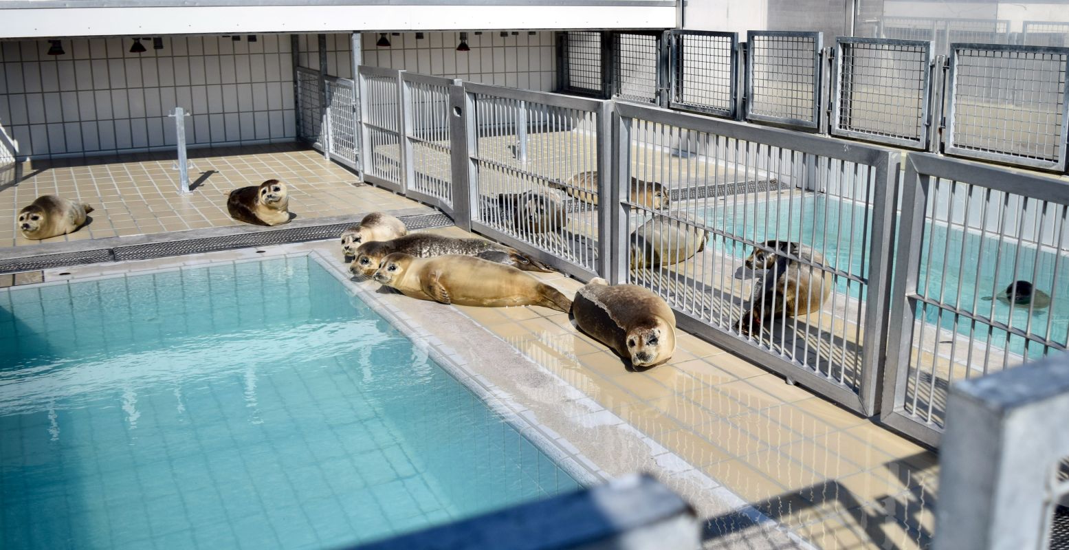 Wat zien ze er leuk uit, de zeehondjes in Zeehondencentrum Pieterburen. Foto: Marketing Groningen © Peggy Bouwer