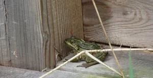 Word een dierenvriendje in de Weerribben Hee, een kikker! Foto: Redactie DagjeWeg.NL, Grytsje Anna Pietersma